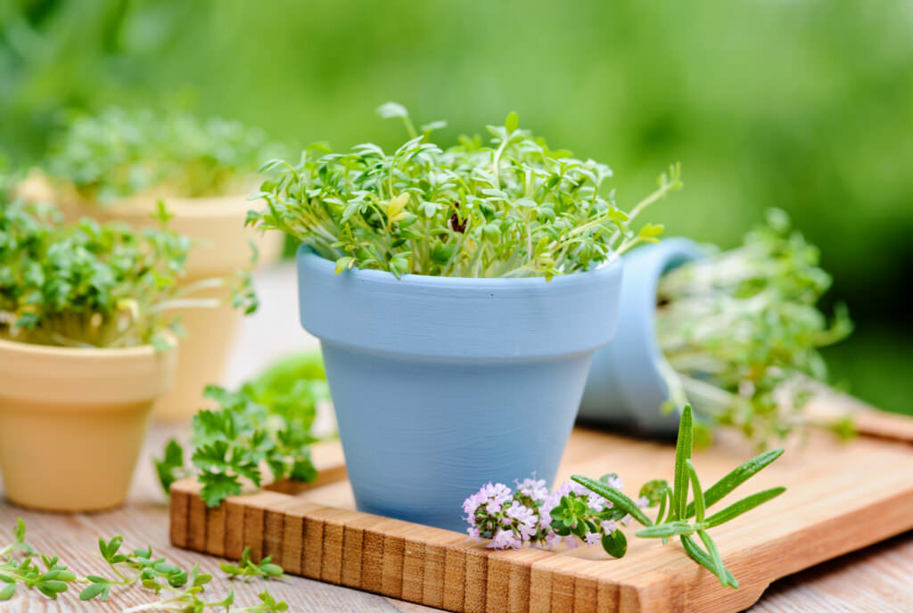 Sprossen, Kresse & Co.: So kultivieren Sie Microgreens