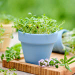 Sprossen, Kresse & Co.: So kultivieren Sie Microgreens