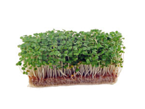 Microgreens