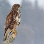 Buzzard