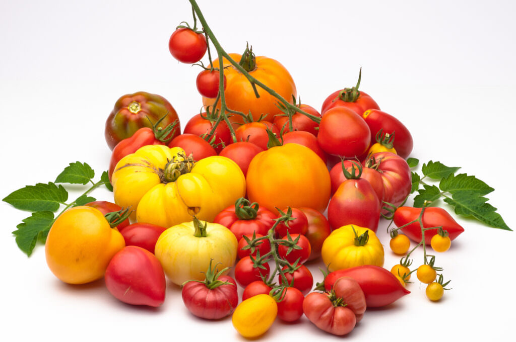 Alte Tomatensorten wiederentdeckt lecker und resistend Samenhaus