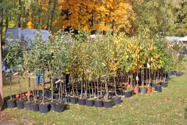 Apfelbaum im Kübel geht das? Samenhaus Gartenblog