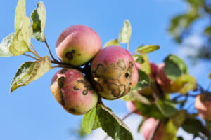 Apfelbaum Krankheiten