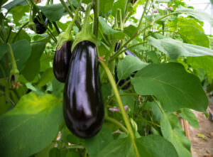 Pflanze Aubergine