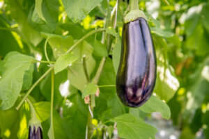 Aubergine