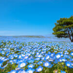 Blumenfarbe blau
