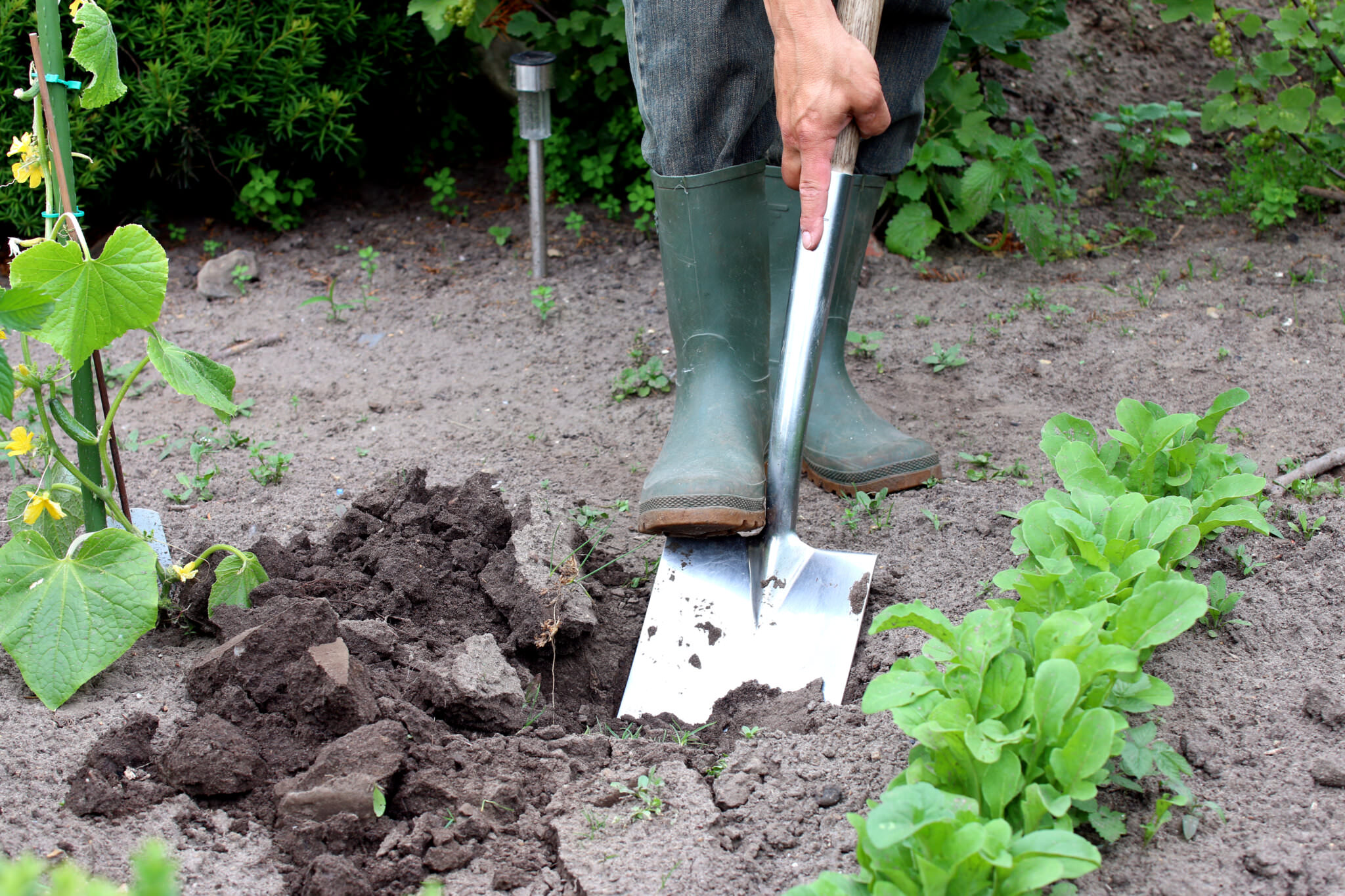 Beete vorbereiten so geht es Samenhaus Gartenblog