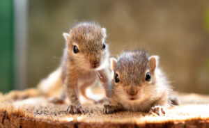 Eichhörnchen Jungtiere