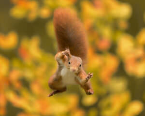 Eichhörnchen Flug