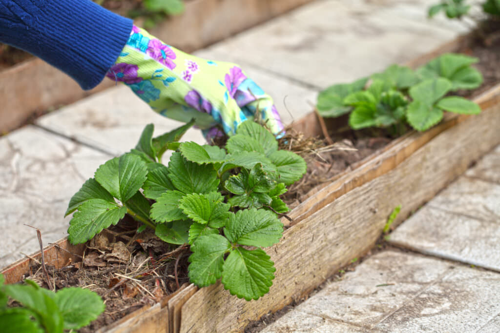 Erdbeeren pflanzen so machen Sie es richtig! Samenhaus Gartenblog