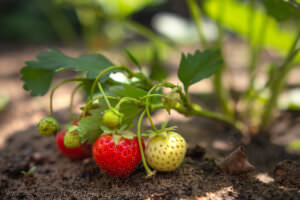 Erdbeerfrüchte