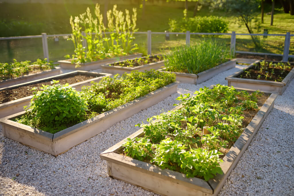 Gemüse im Hochbeet anbauen Samenhaus Gartenblog