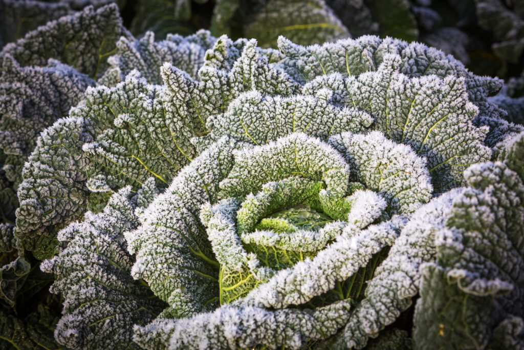 19 Gemüsesorten für den Anbau im Winter: frosthart und gesund