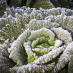 19 Gemüsesorten für den Anbau im Winter: frosthart und gesund