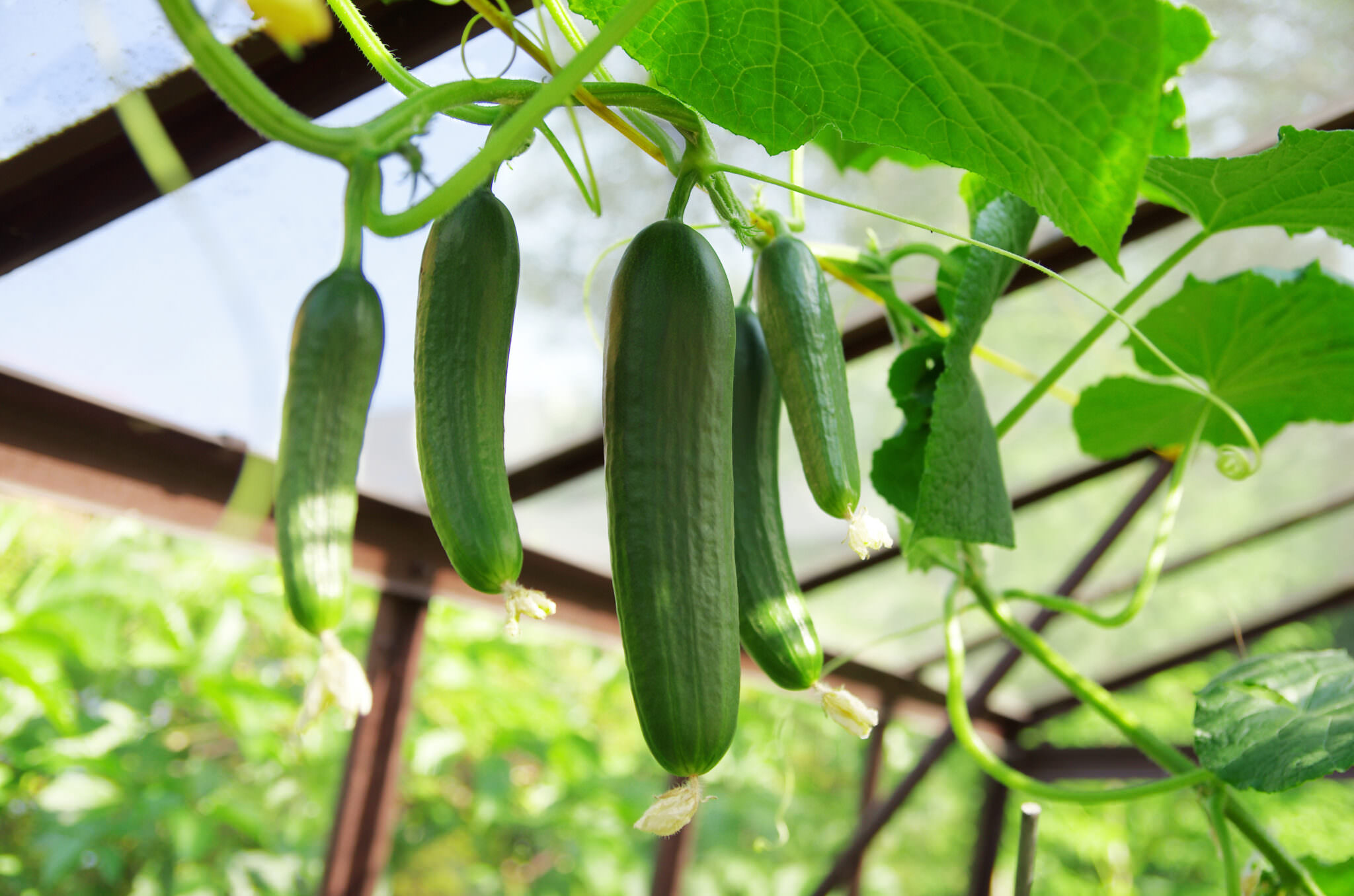 Gurken, Paprika und Tomaten im Gewächshaus das ganze Jahr über hinweg