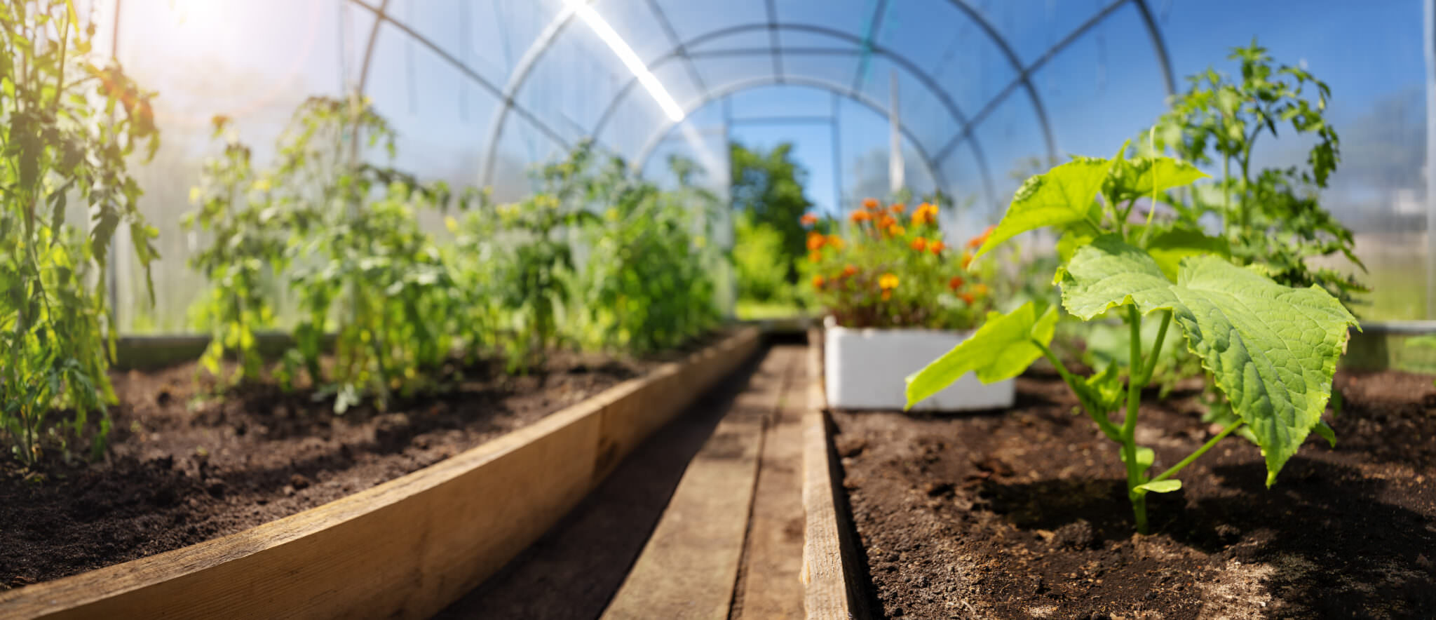 Gurken, Paprika und Tomaten im Gewächshaus das ganze Jahr über hinweg