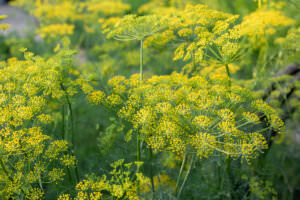 Gewürzfenchel