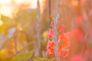 rote Gladiole