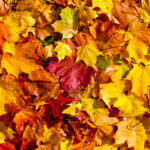 Herbstlaub verwenden: Viel zu schade zum Entsorgen