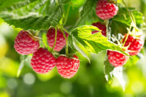 Himbeeren