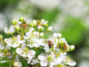 Himbeerenblüten