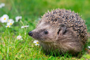 Igel