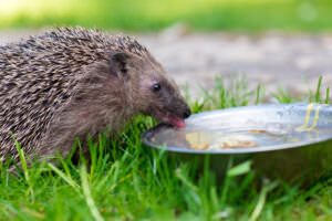 Igel Wasser