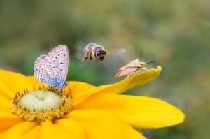 Insekten