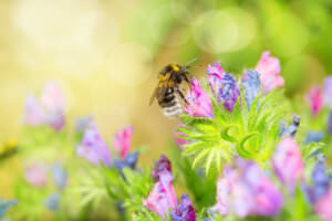 Insektenwiesen Biene