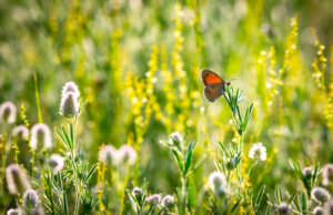 Insektenwiese Schmetterling