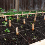 Squarefoot-Gardening