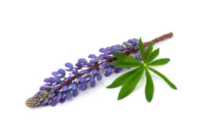 Lupine