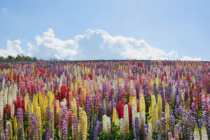 Lupinen farbenfroh