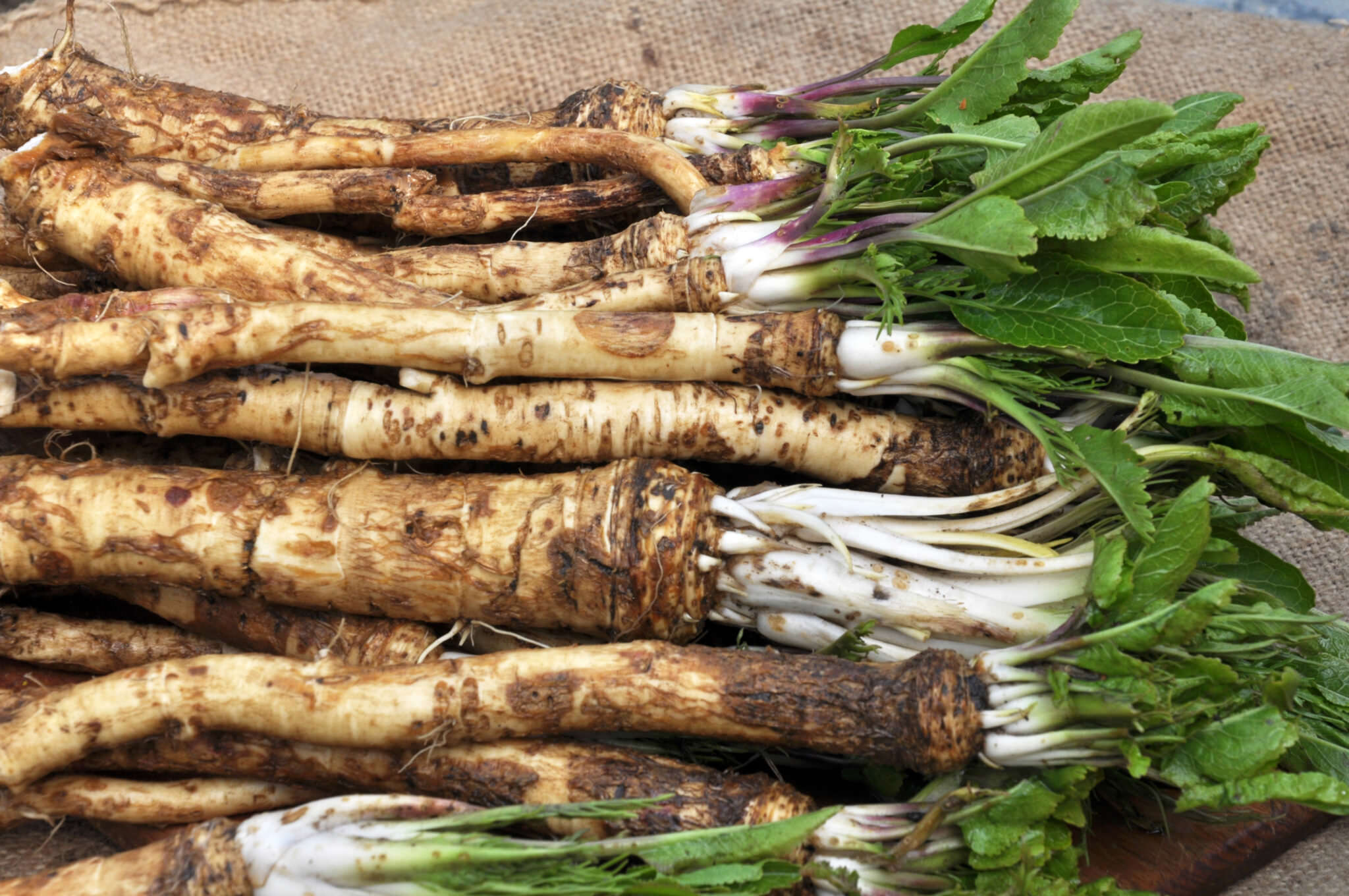 Meerrettich gesunde Schärfe aus dem Garten Samenhaus Gartenblog