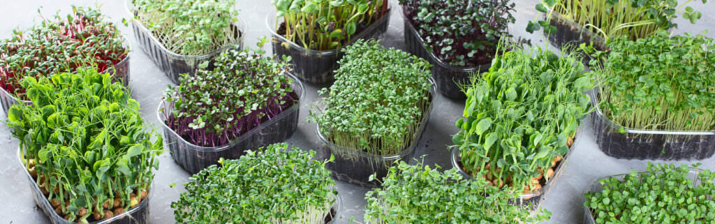 Microgreens anbauen: So bauen Sie die Superfoods erfolgreich an