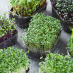 Microgreens anbauen: So bauen Sie die Superfoods erfolgreich an