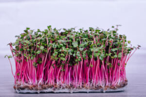 Microgreens