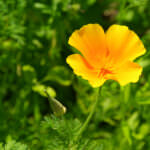 Kalifornischer Mohn „Butter Bush“