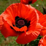 Türkischer Mohn „Brillant“