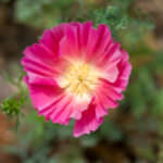 Kalifornischer Mohn „Summer Sorbet“