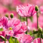 Mohn Pink Fizz