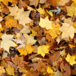 Mulch Laub