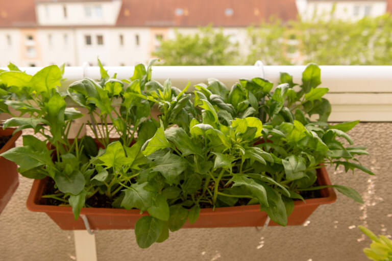 Pflanzen für den Nordbalkon Samenhaus Gartenblog