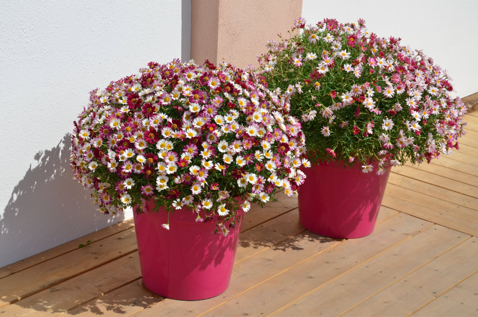 Pflanzen für den Nordbalkon Samenhaus Gartenblog