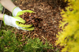 Nutzgarten Mulch