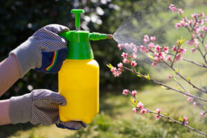 Spritzen Obstbaum