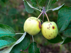 Obstbaum Schädling