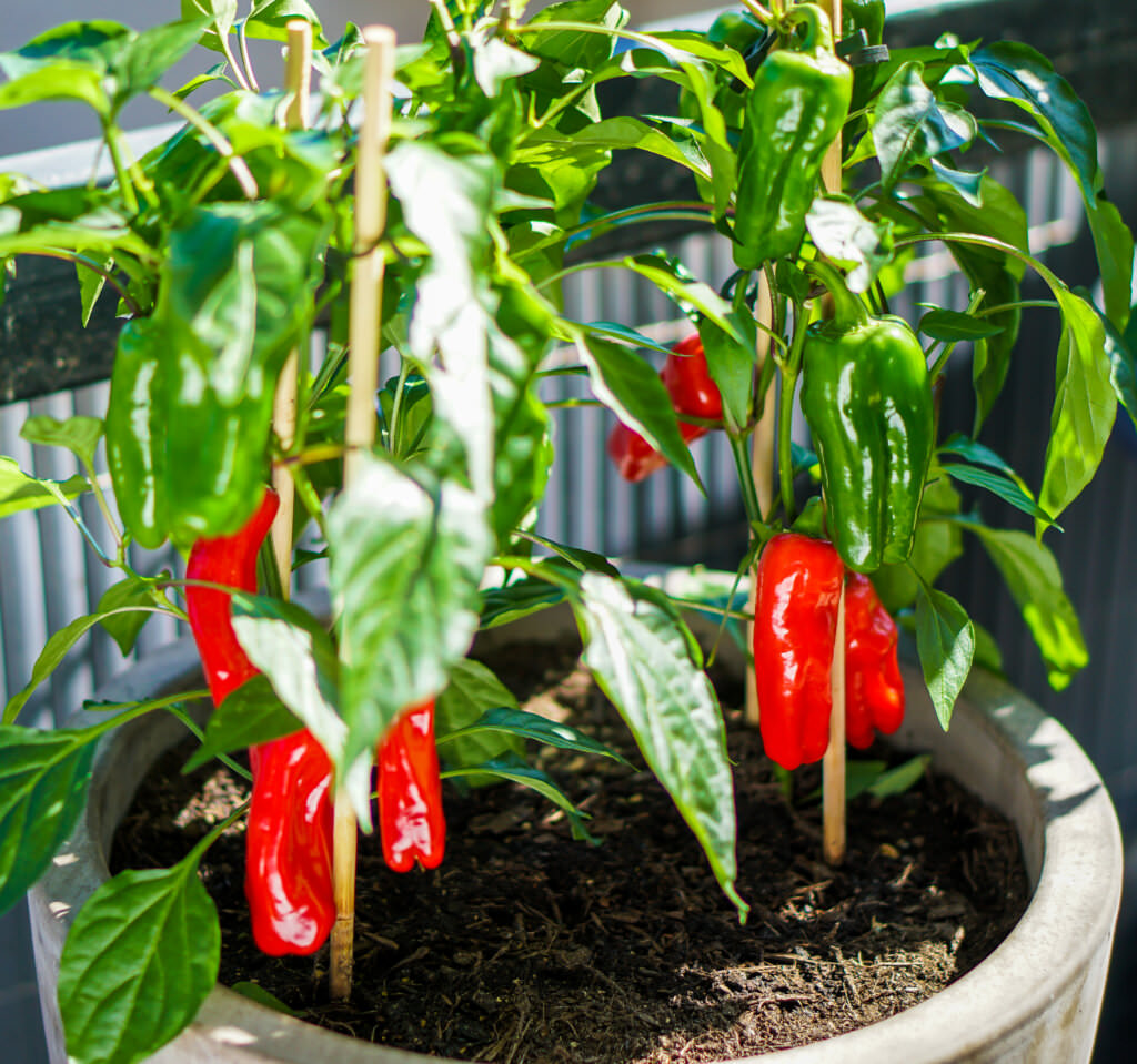 Paprika Auf Balkon