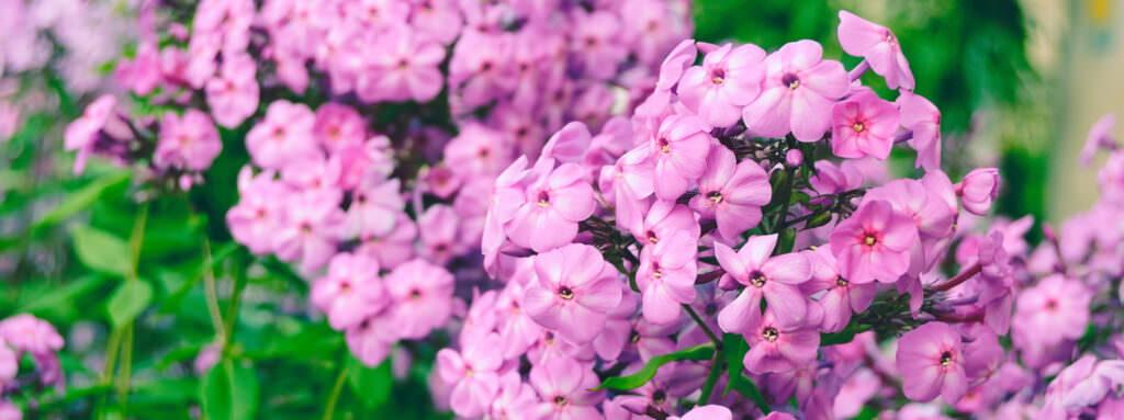 Phlox – flammende Schönheiten im Gartenbeet