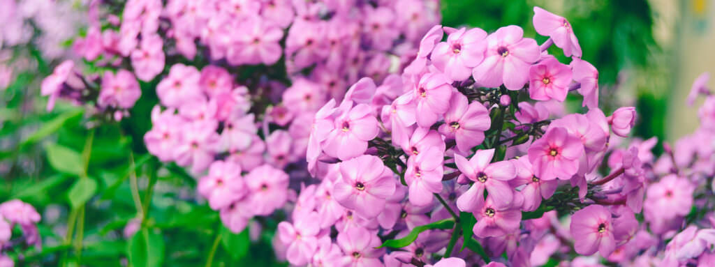 Phlox – flammende Schönheiten im Gartenbeet